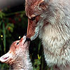play Lovely Foxes Family Puzzle