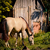 play Jigsaw: Horse Grassing