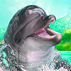 play Sweet Ocean Dolphins Puzzle
