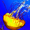 play Ocean Jellyfish Puzzle