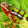 play Angry Green Chameleon Puzzle