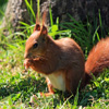 play Jigsaw: Red Squirrel