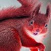 play Red Summer Squirrels Puzzle