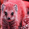 play Little Mongoose Puzzle