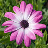 play Jigsaw: Pink Flower