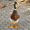 play Jigsaw: Mallard