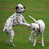 play Jigsaw: Puppies Playing