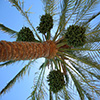 play Jigsaw: Up In The Palm Tree