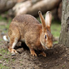 play Jigsaw: Pet Bunny