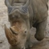 play Jigsaw Rhino