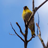 play Jigsaw: Yellow Bird