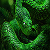 play Green Copperhead Puzzle