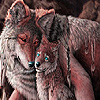 play Blue Eyed Wolves Family Puzzle