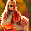play Chicks In The Garden Slide Puzzle
