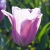 play Jigsaw Purple Tulips