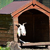 play Jigsaw: Goat House