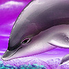 play Purple Ocean Dolphins Puzzle