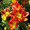 play Jigsaw: Flowers Of Fire