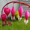 play Jigsaw: Bleeding Heart