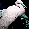 play Blue Egret Beak Puzzle