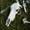 play Jigsaw: Cow Skull