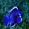 play Blue Confused Fish Slide Puzzle