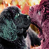 play Lovely Dog Couple Slide Puzzle