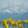 play Geneva Jigsaw