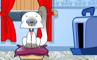 play Cat Show