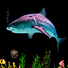 play Purple Dolphins Slide Puzzle
