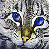 play Angry Cat Blue Eye Slide Puzzle