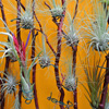 play Jigsaw: Tillandsia