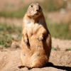 play Jigsaw: Prairie Dog