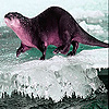 play Little Seal On The Pole Slide Puzzle