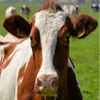 play Jigsaw: Cow