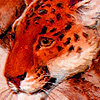 play Savage Tigers Puzzle