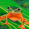 play Orange Frog Puzzle