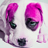 Purple Puppy In House Puzzle