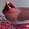 play Hungry Wings Puzzle