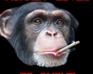 play Monkeys Loves To Smoke!