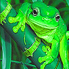 Cute Water Frogs Puzzle