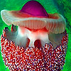 play Ocean Colorful Jellyfish Puzzle