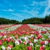 play Flower Field Jigsaw