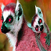 play Big Lemur Family Puzzle