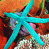 play Ocean Stars Puzzle