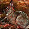 play Field Rabbits Puzzle