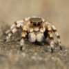 play Jumping Spider Slider