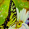play Green Butterfly And Daisy Puzzle