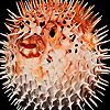 play Puffer Fishes Puzzle