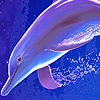 play Fantasy Blue Sea Dolphins Puzzle